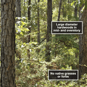 Figure 5. Longleaf pine stand burned every 5 years in the dormant season.