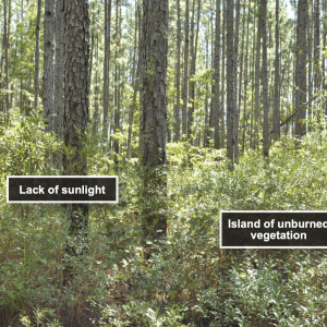 Figure 6. Longleaf pine stand burned every 5 years in the growing season.
