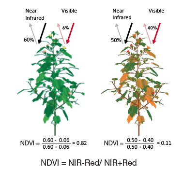 Differences in NDVI based on plant health status