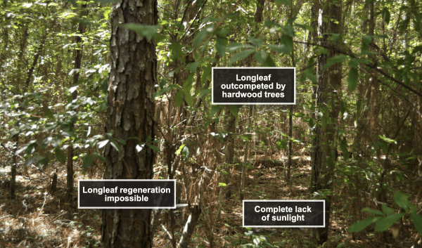 Figure 7. Longleaf pine forest that has not been burned in more than 30 years.