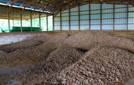 Figure 1. Broiler litter inside a poultry mega-house (left) and caked litter stored in a dry-stack barn (right)
