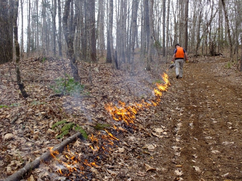 Figure 2. A good fire line is needed to conduct a prescribed fire (right side of photo). The width of the fire line can be as narrow as a plowed line or as wide as several feet.