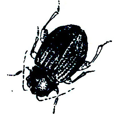 Potato Flea Beetle