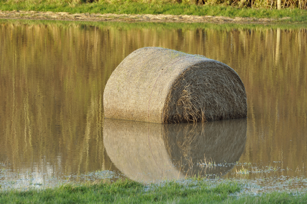Flooded bale of hay.