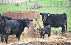 Beef cattle eating at a hay ring