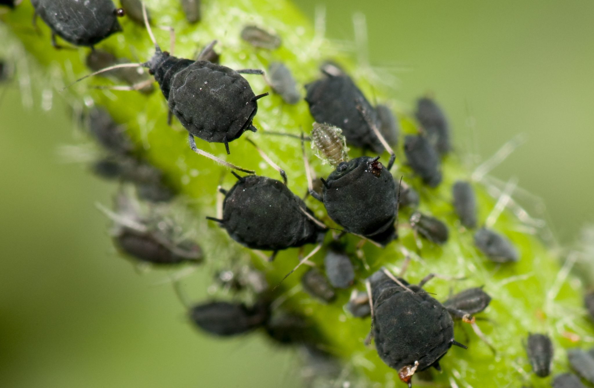 Garden Bugs: Managing Above-Ground Pests in the Garden - Alabama  Cooperative Extension System