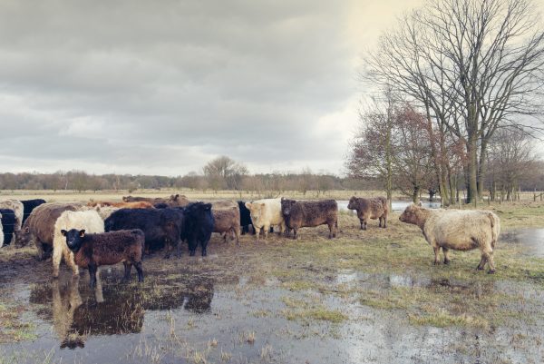 Commercial cattle standing in a flooded area.