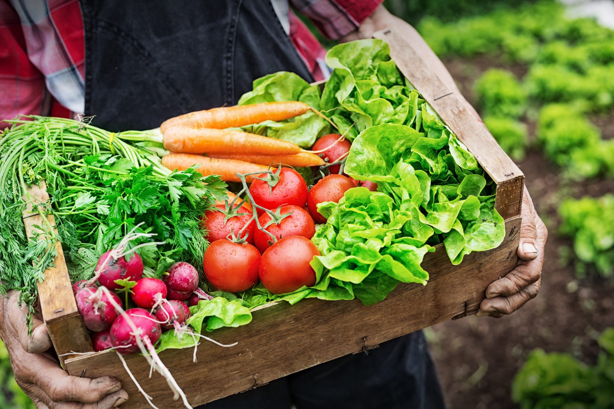 Old man's hands holding a crate full of fresh and raw vegetables-carrot, tomato, turnib, parsley, dill and lettuce. Field with lettuce plants on background.