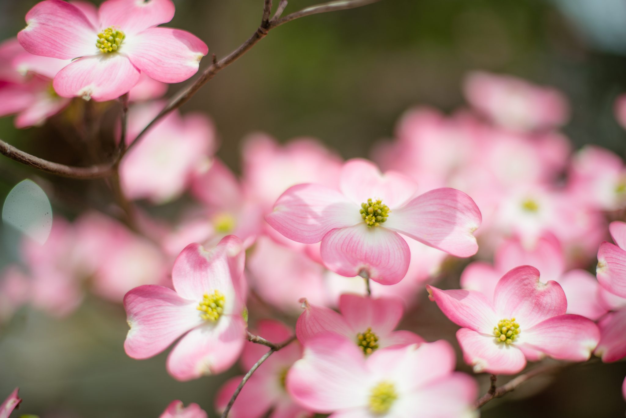 are pink dogwoods native