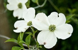 Close-Up Of Flowering Dogwoods Blooming Outdoors