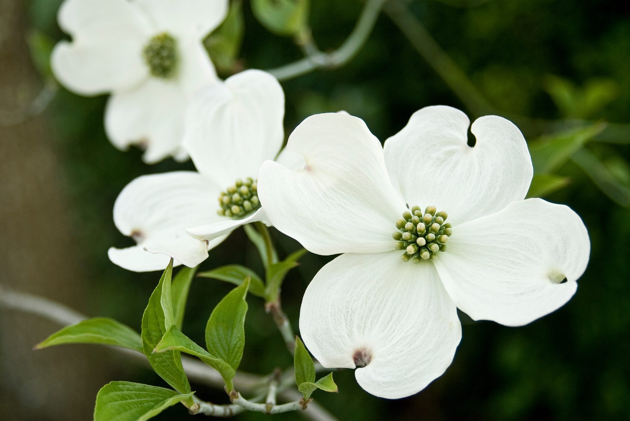 Close-Up Of Flowering Dogwoods Blooming Outdoors