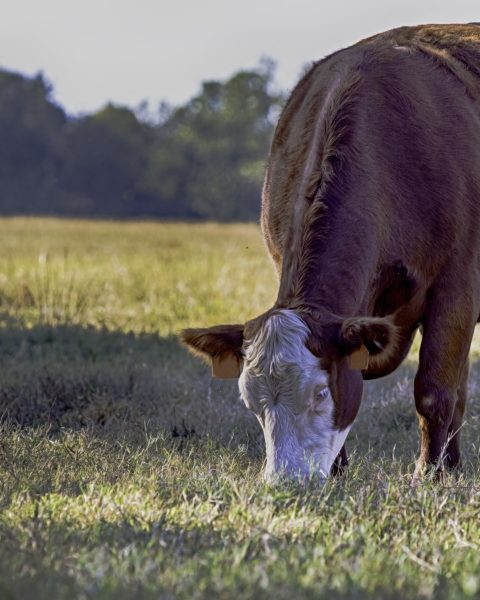 Red and white cow grazing close up HDR- vertical