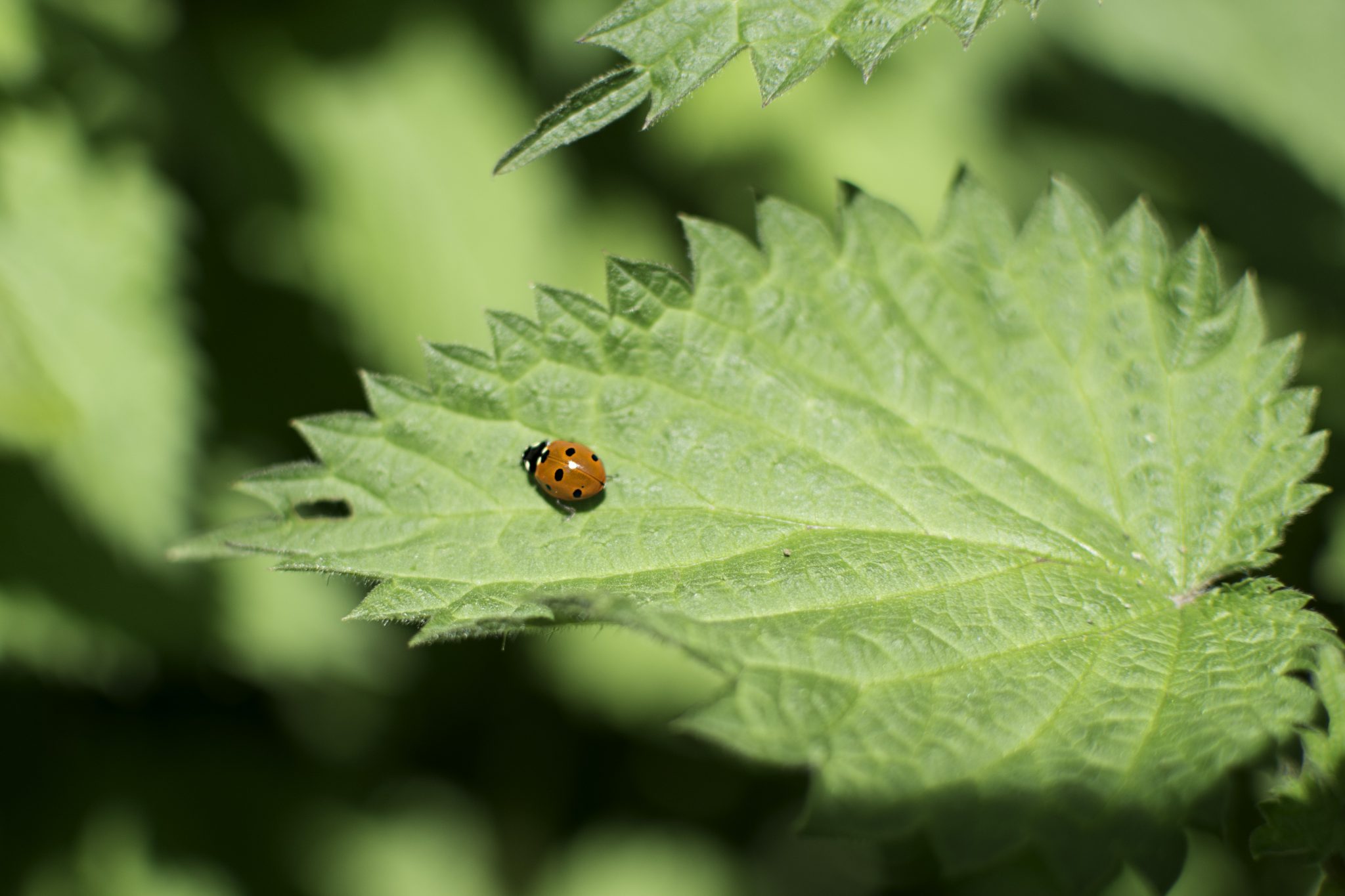 Garden Bugs Making Your Garden Vegetables Less Susceptible To Insect Damage Alabama Cooperative Extension System