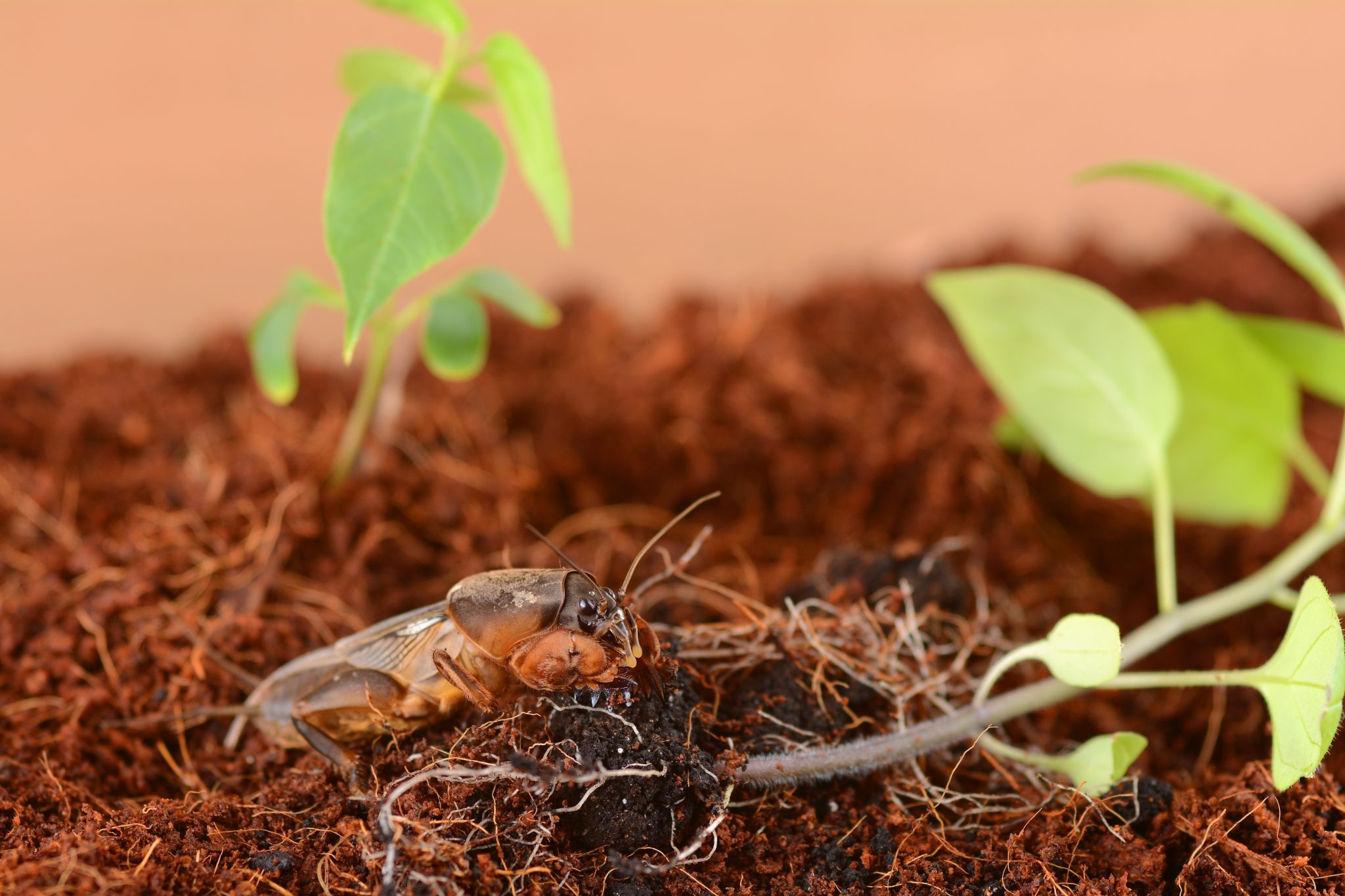 Garden Bugs Managing Soil Pests In The Garden Alabama Cooperative Extension System