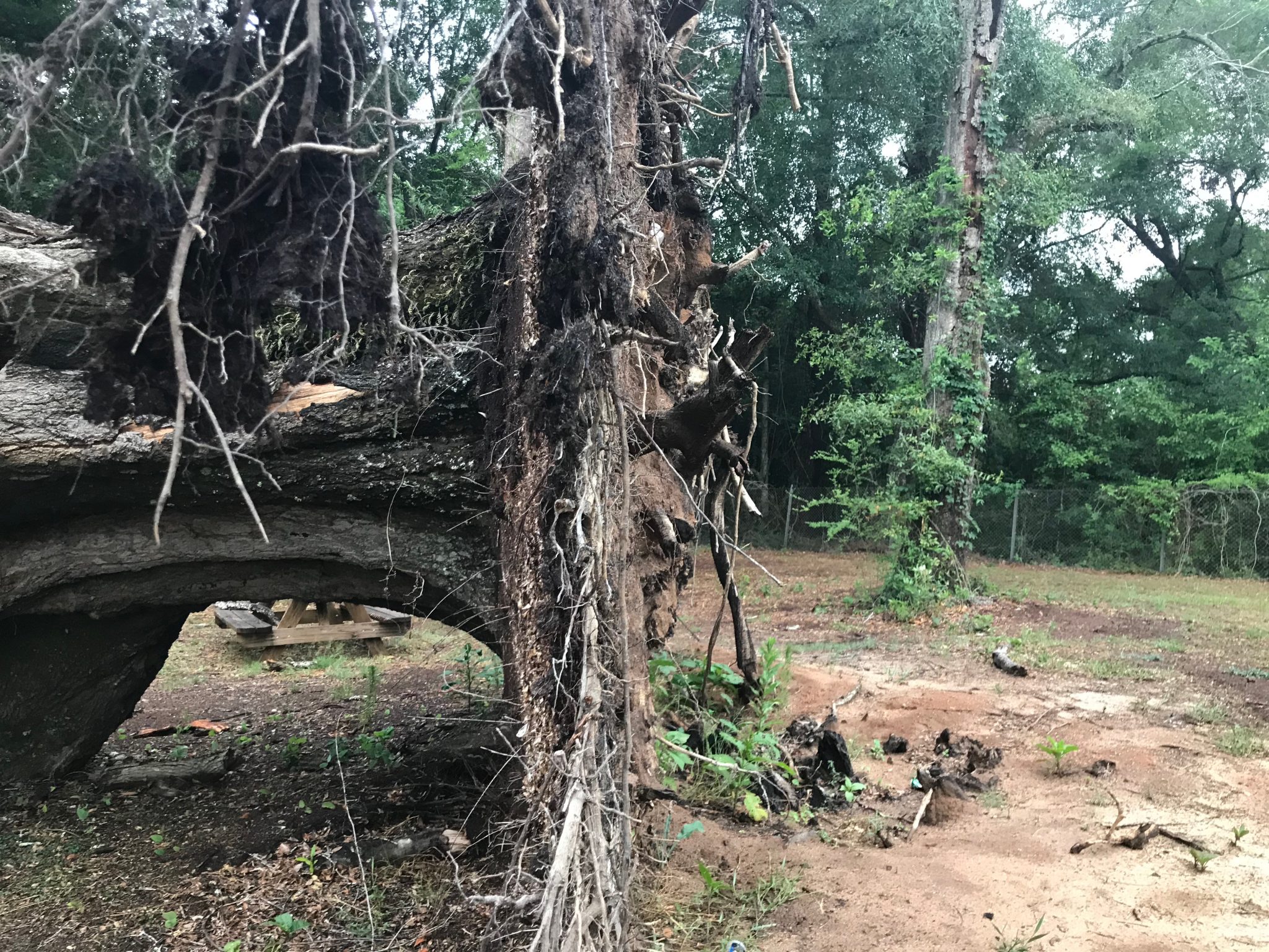 An uprooted tree.