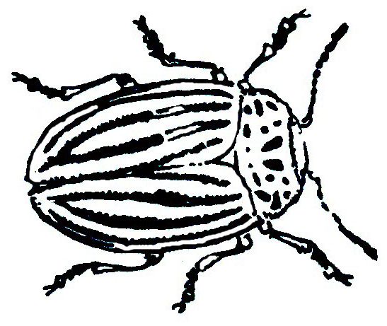 Colorado Potato Beetle0.4 in.