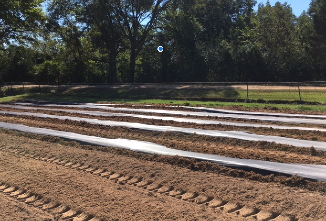 Plastic Mulch for Vegetable Production Alabama Cooperative Extension