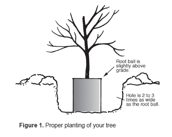 Selection and Care of Dogwoods