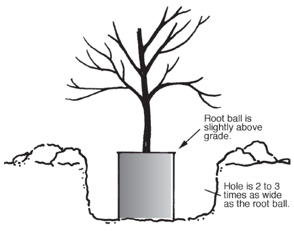 Figure 1. Proper planting of your tree