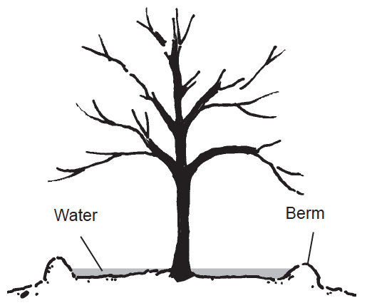 Figure 2. Build a berm around the tree, using the remaining soil.