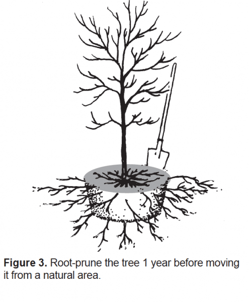 Root-prune the three 1 year before moving it from a natural area.