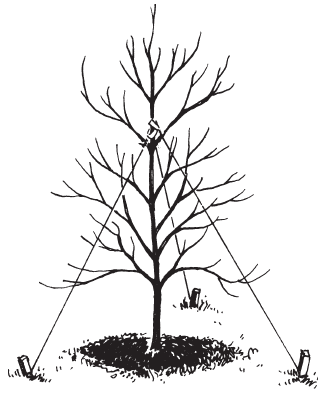 Figure 4. Brace dogwoods larger than 6 to 8 feet high with guys to prevent damage by wind. Stakes may also be used.