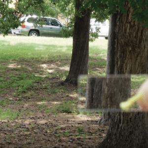 Figure 4. Example of “in” tree through a prism. The refracted portion of the tree overlaps with the rest of the stem. This tree is included in the tally.