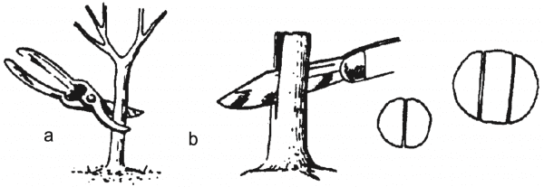 Figure 4. Prepare the understock for grafting: (a) choose healthy understock; cut straight across about 3 inches above ground; (b) cut down through the center about 11⁄2 inches. (Large understock may be split twice.)
