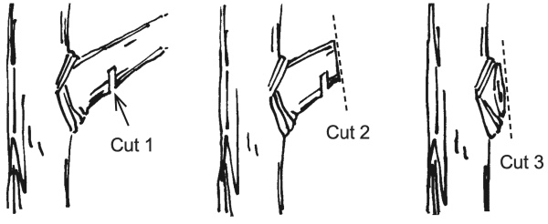 Figure 5. The three-cut pruning method for removing large branches prevents the branch from tearing down the trunk.