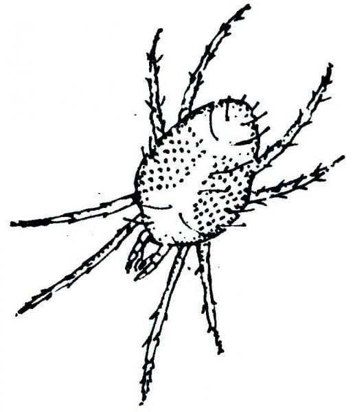 Twospotted Spider Mite