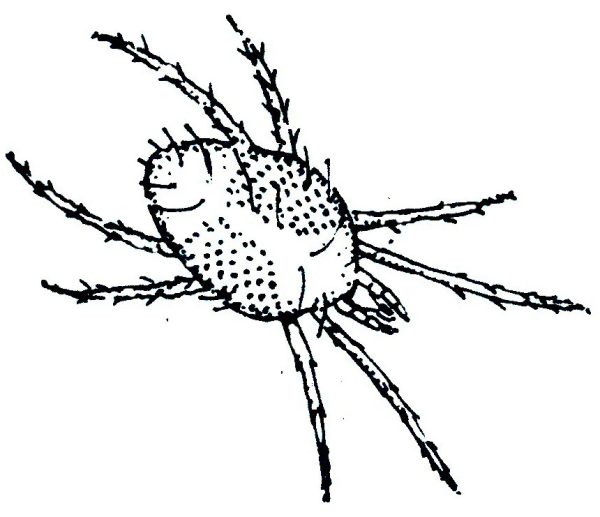 Twospotted Spider Mite0.01-0.02 in.