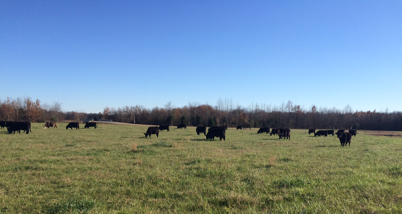 Cattle grazing in a pasture.