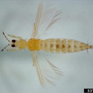 Figure 1. Adult western flower thrips. Adult thrips have four slender wings with hairs around one or more edges. The hairs increase the surface area of the wing. (Photo credit: Jack T. Reed, Mississippi State University, Bugwood.org)
