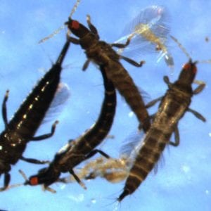 Figure 2. Adult weeping fig thrips, Gynaikothrips uzeli (Phlaeothripidae)