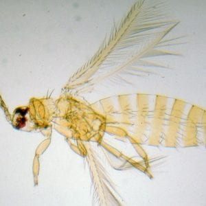 Figure 3. Adult melon thrips showing the sawlike ovipositor. The female uses this to cut the plant tissue and embed the egg into the leaf or flower petal. (Photo credit: National Plant Protection Organization, the Netherlands, Bugwood.org)
