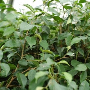 Figure 4. Leaf galls caused by tube-tailed thrips on ornamental Ficus. Two species of tube-tailed thrips—weeping fig thrips and Cuban laurel thrips—can cause galls on Ficus. Each thrips is specific to each host plant.