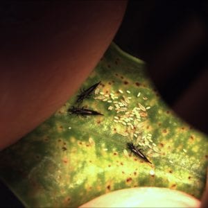 Figure 5 Typical egg cluster of tube-tailed thrips on ornamental Ficus.