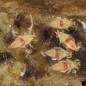 Figure 6. Immature stages of thrips (larvae and pupae) are wingless. Pupae have wing pads, which look like thin tubes on the back. The wing pads are the developing wings. (Source: Lyle Buss, University of Florida, Bugwood.org)