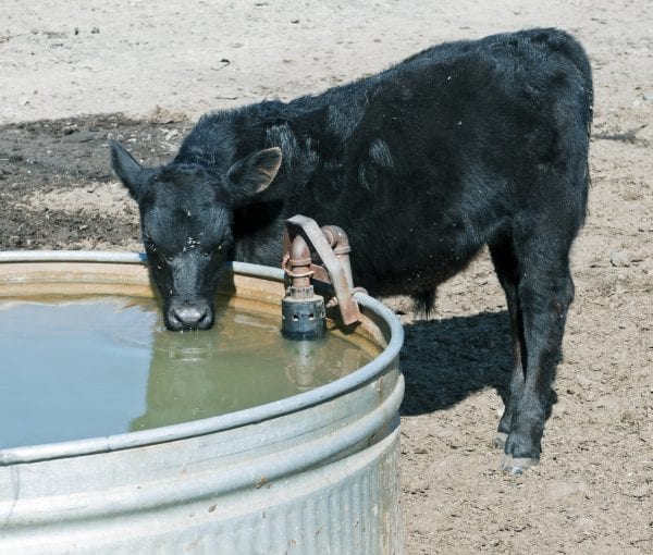 Black calf with flies on face drinking from water trough