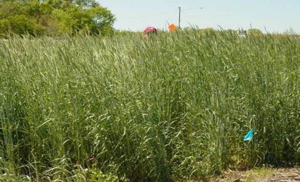 Figure 3. Rye cover crop. (Photo credit: United States Department of Agriculture National Soil Dynamics Laboratory)