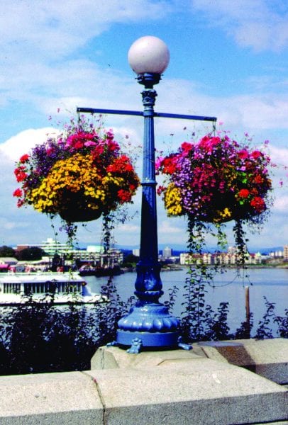 Baskets with flowers hanging from light pole