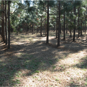 Figure 1. The widely spaced rows of longleaf pine in this stand are conducive to mechanical pine straw harvests. (Photo credit: Becky Barlow)