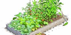 A illustration of a raised bed garden with a diverse variety of vegetables.