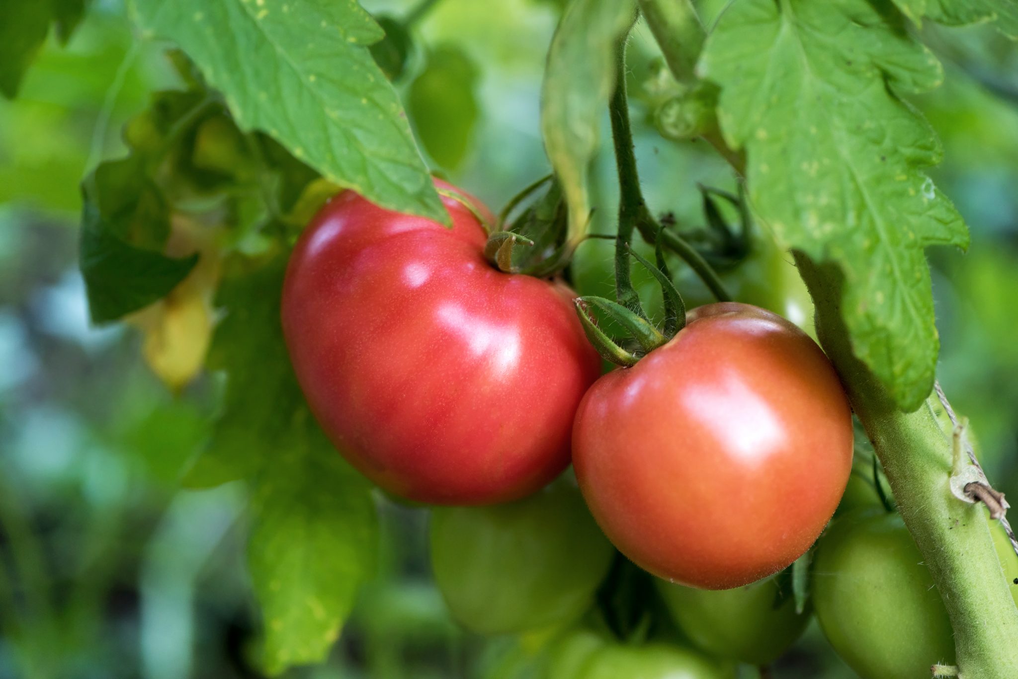 Tips to Grow Tomatoes From An Expert in Hot and Humid Climates: Advice from Alabama Gardener Bill