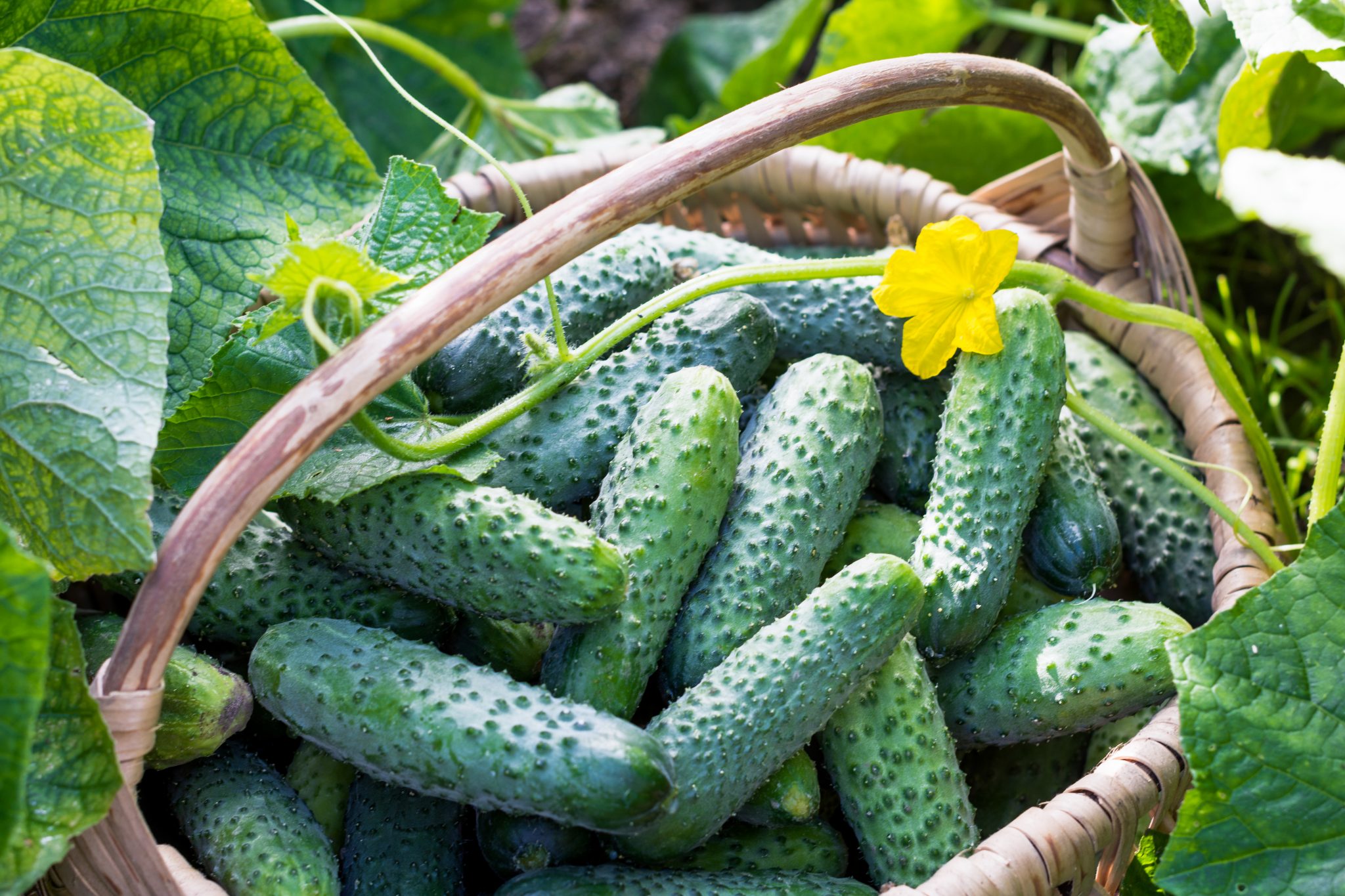 Cucumbers in basket