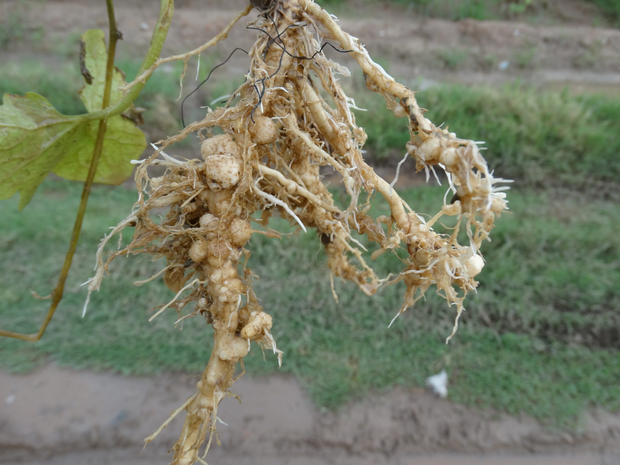 Root knot nematode