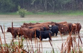 Cattle in a flooded pasture.