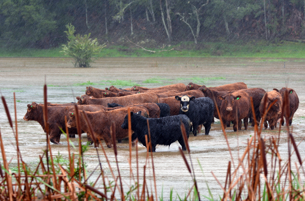 Cattle in a flooded pasture.