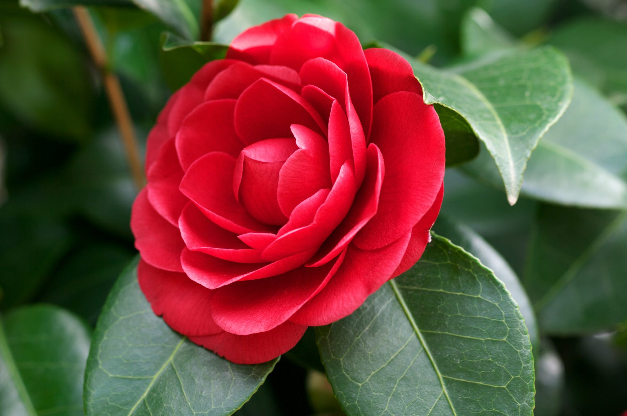 the culture of camellias: the state flower of alabama - alabama
