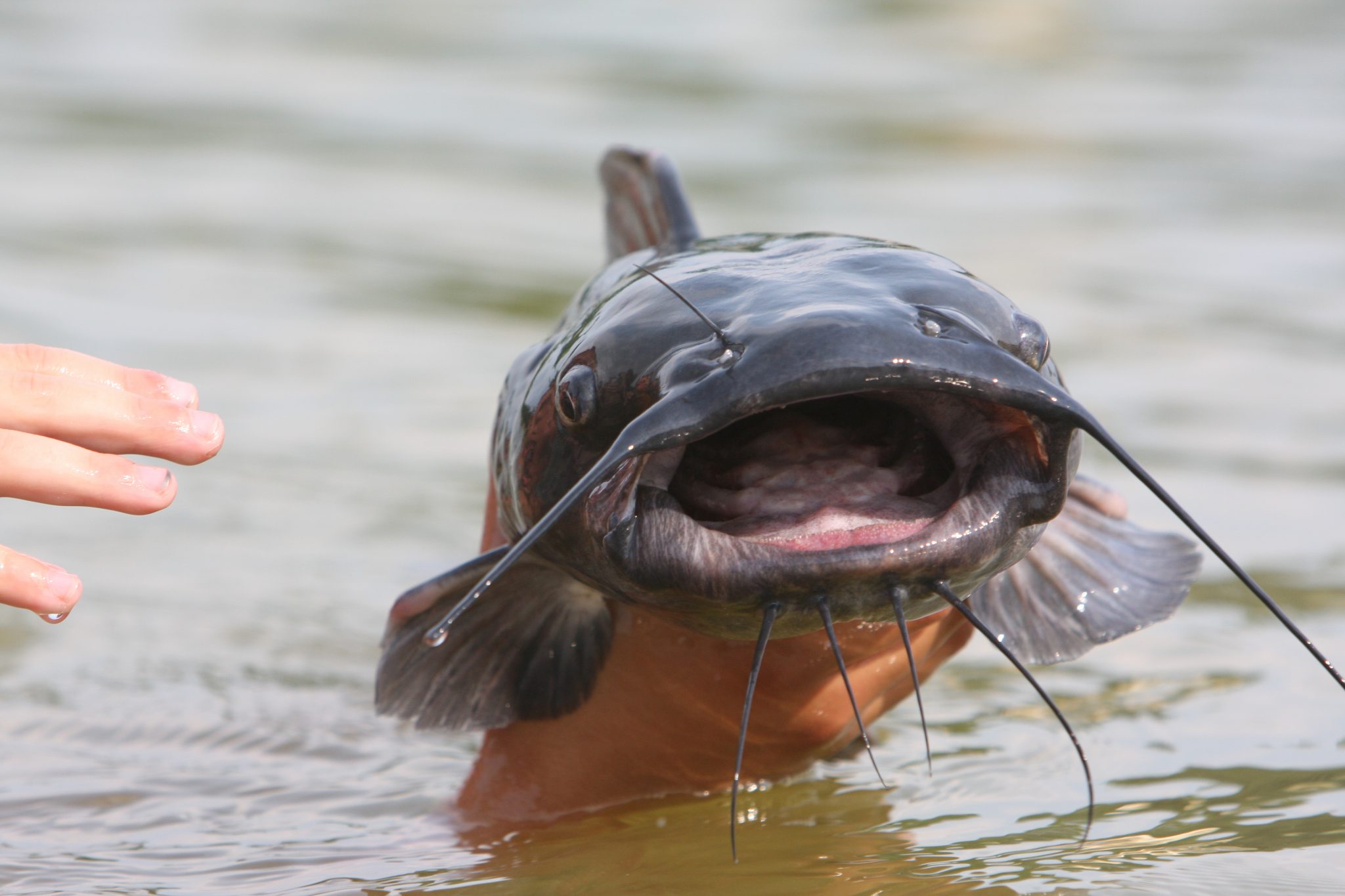 Catfish jumping out of pond